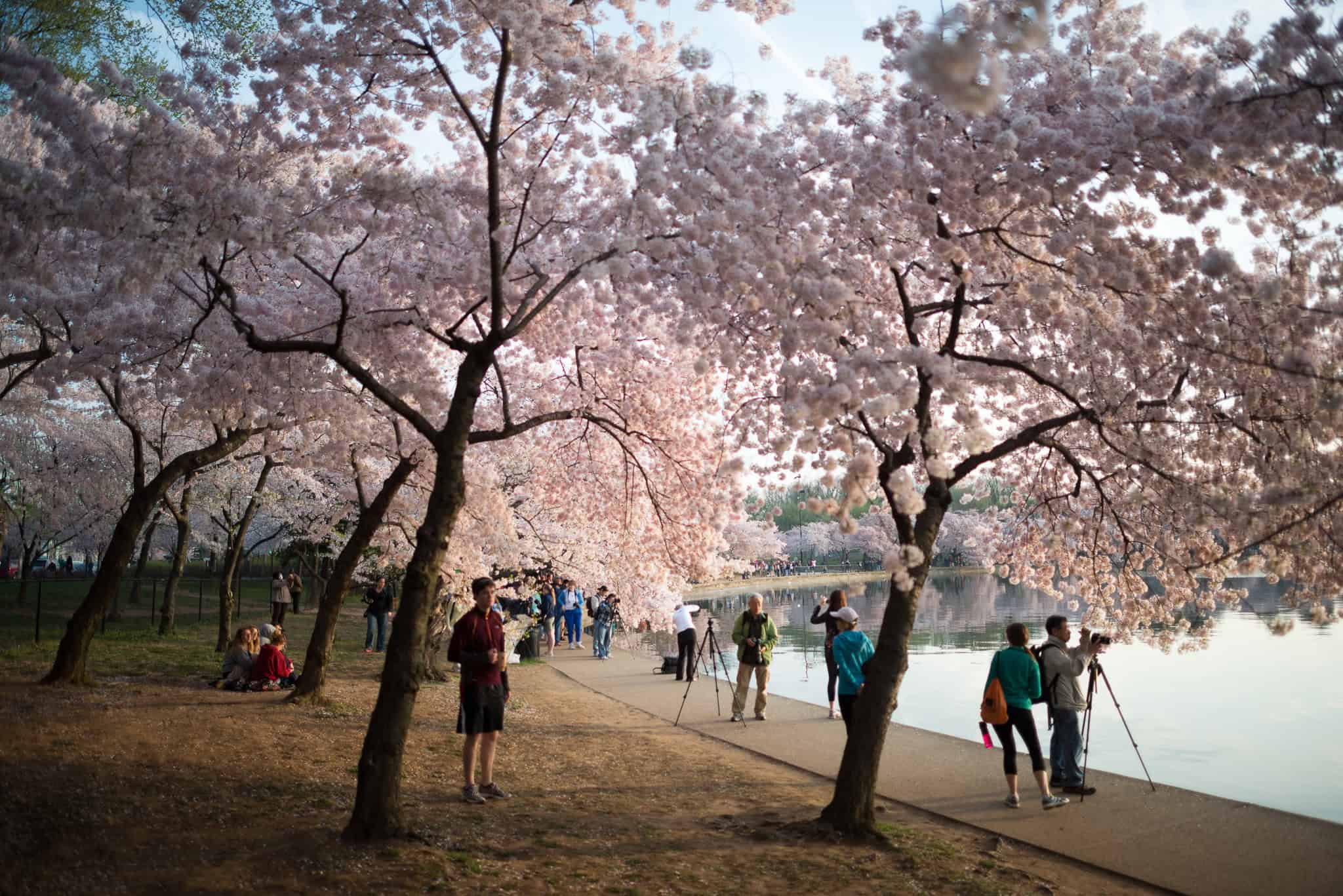 The National Cherry Blossom Festival: A Triumph of Municipal Coordination